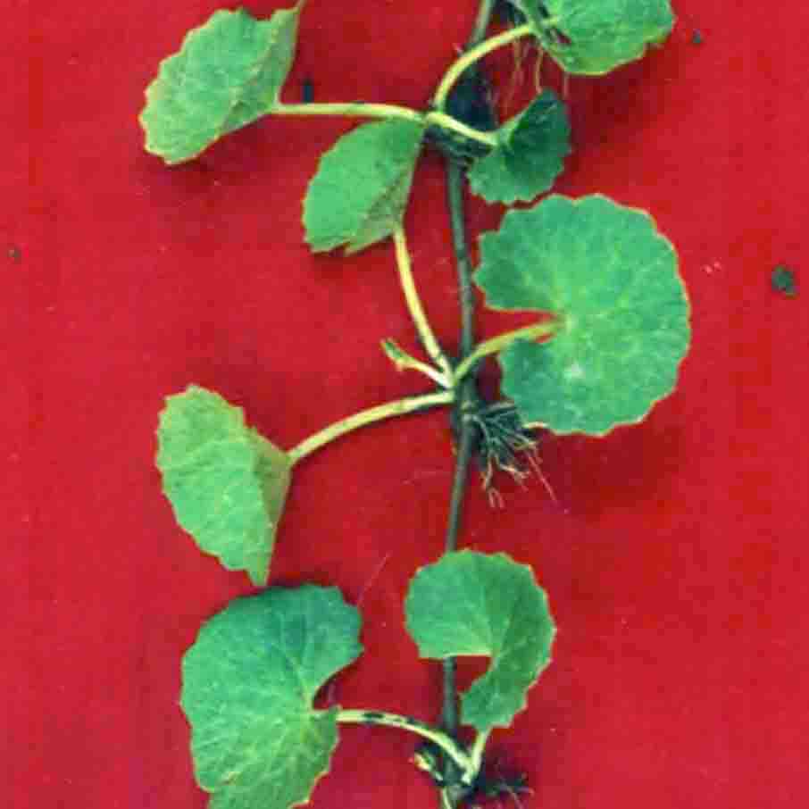 Centella asiatica